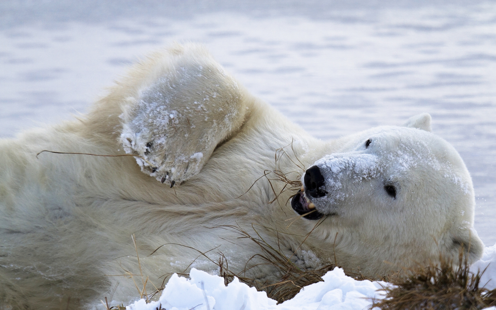 Canada Open Wildlife Polar Bear