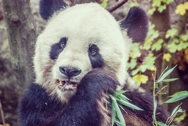 Tiergarten Zoo Panda