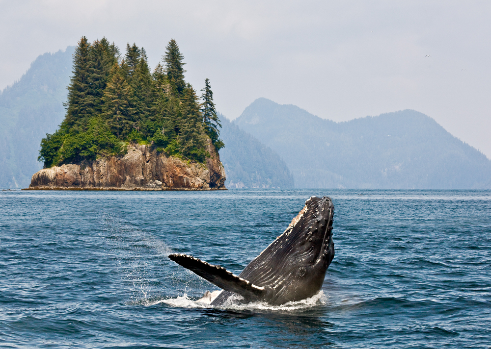 Alaska Adventure Whale Watching