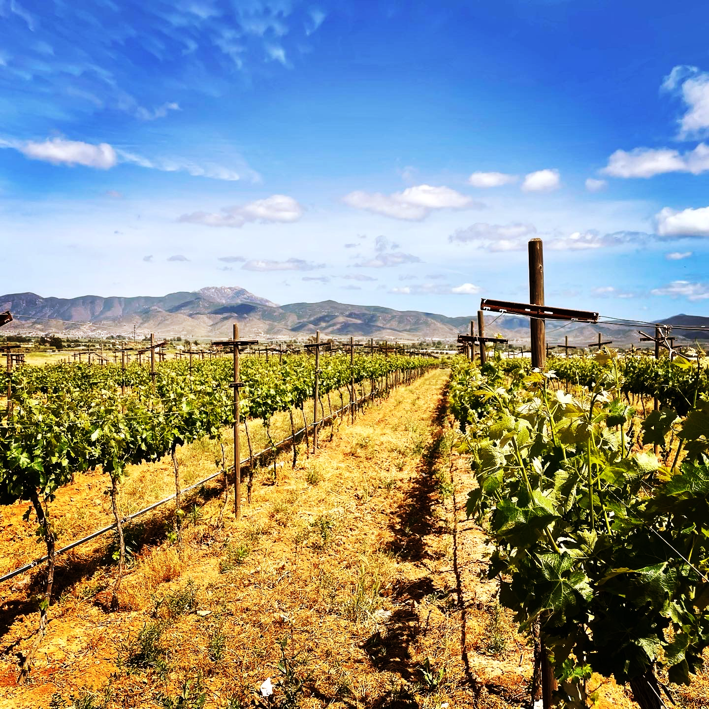 Boutique Winery vineyard view